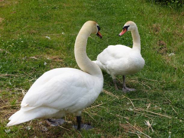 istock Swans, humpback swans, swan pair 1296530558