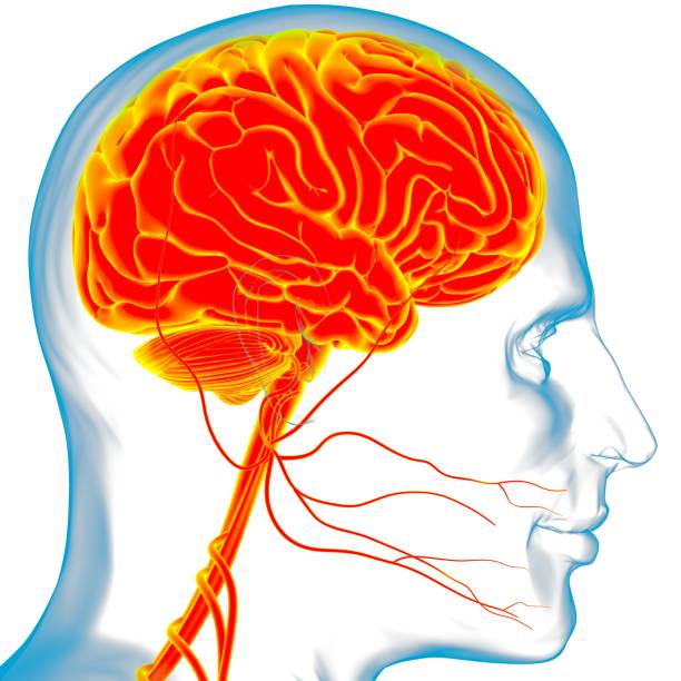 istock Human Brain Anatomy For Medical Concept 3D Rendering 1296531193
