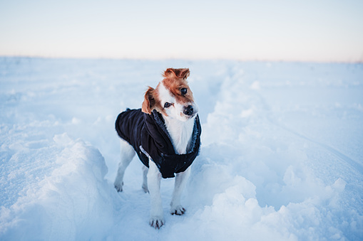 cute jack russell dog wearing coat standing in snowy mountain. Pets and sports in nature. winter season