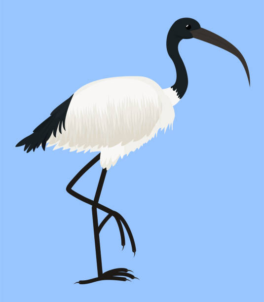 istock Cartoon vector icon of ibis bird isolated on blue 1296532853