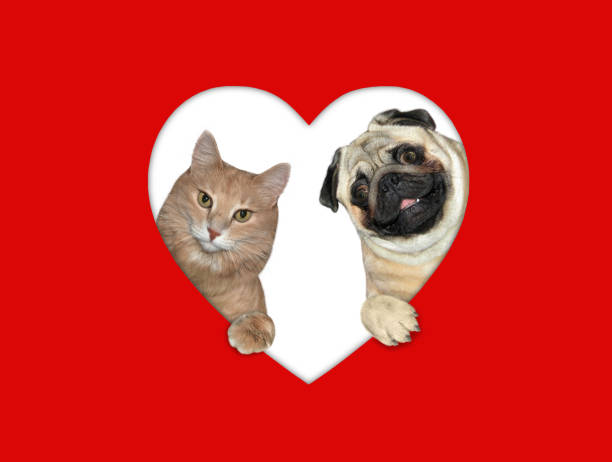 istock Cat and dog look through hole 3 1296535712