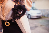 Woman carrying a small pomeranian dog in a purse