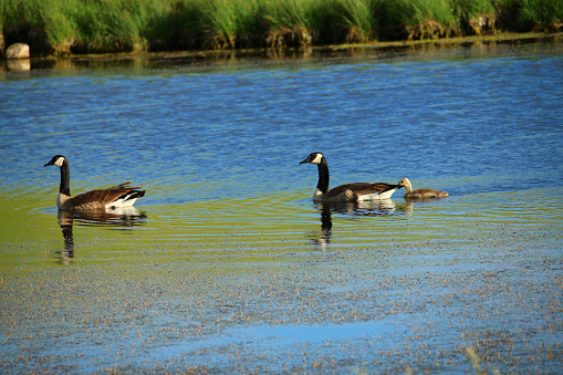 A family of Canada Goose (Branta canadensis) swimming together on a beautiful blue pond lake in the Midwest in the summer.