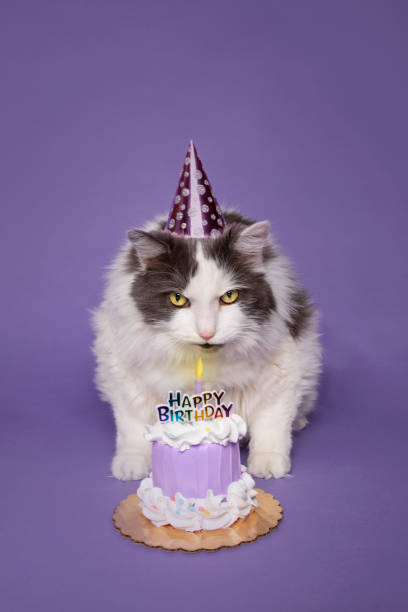 istock Birthday Cat Blowing Out Candle on Cake 1296538610