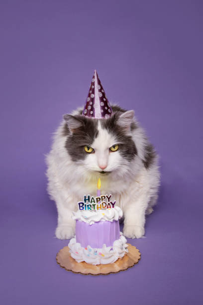 Sinh Nhật Mèo Thổi Nến Trên Bánh Hình ảnh Sẵn có - Tải xuống Hình ảnh Ngay  bây giờ - Mèo nhà, Nến - Thiết bị chiếu sáng, Sinh nhật - iStock