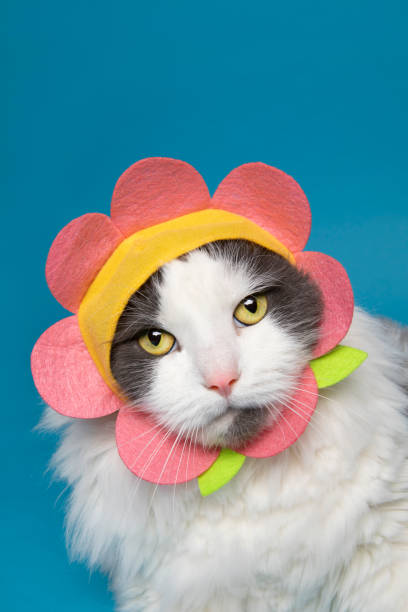 istock Cute Cat in Flower Hat 1296538666