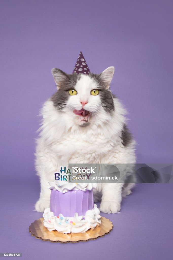 Birthday Cat Ready for Cake A cute cat in a party hat with a birthday cake licking her face, photographed on purple. Domestic Cat Stock Photo