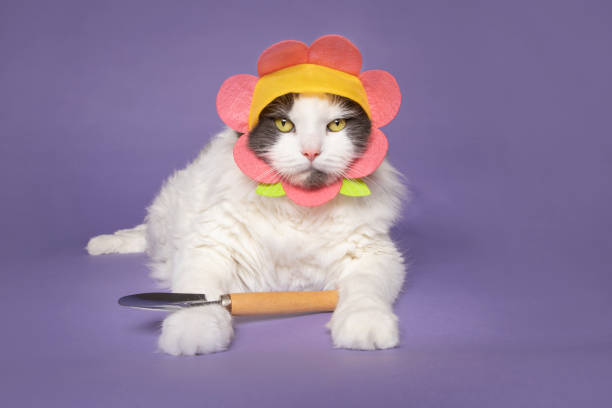 istock Kitty Cat in Flower Hat Holding Garden Digger 1296538772