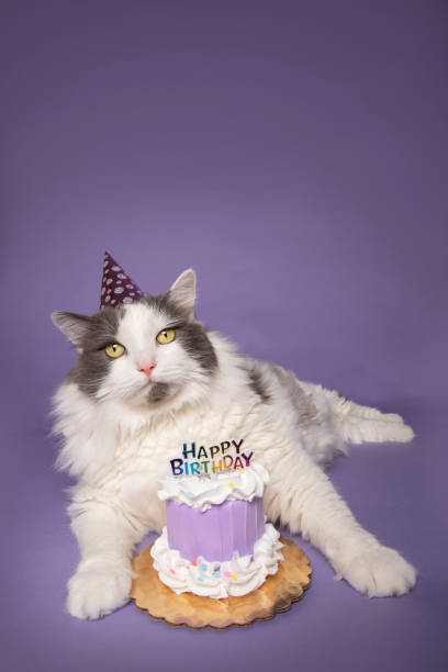 istock Happy Birthday Kitty Cat on Purple 1296538844