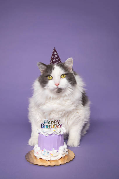 istock Cute Cat Celebrating Birthday With Cake 1296538887