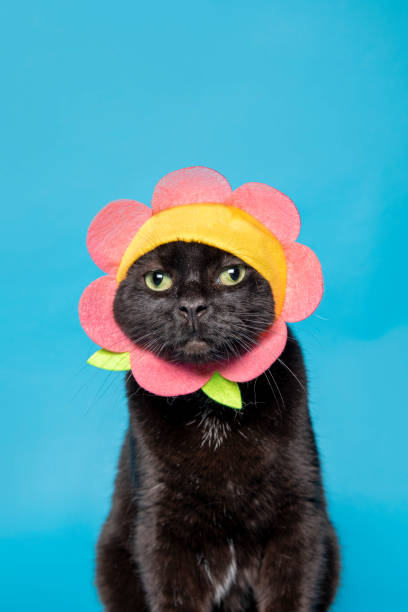 Black Cat in a Flower Hat An adorable black cat in a pink flower hat. black cat costume stock pictures, royalty-free photos & images