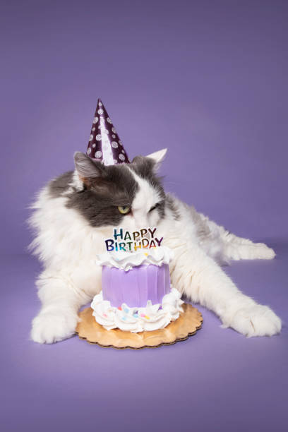istock Cat in Party Hat Eating Birthday Cake 1296538993