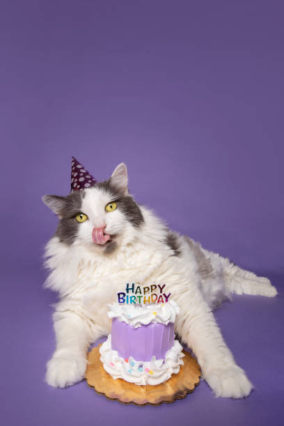 istock Birthday Cat With Hat and Cake on Purple 1296539043