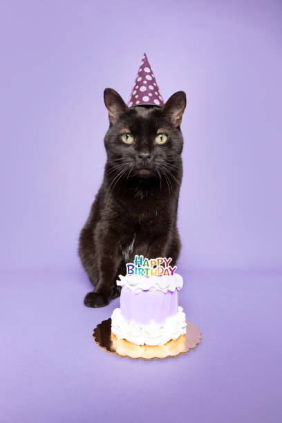 istock Black Cat in Party Hat With Birthday Cake 1296539092