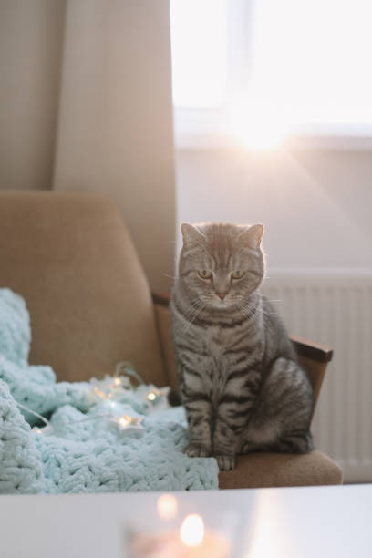 istock Funny cute Scottish straight grey tabby cat at home 1296539116