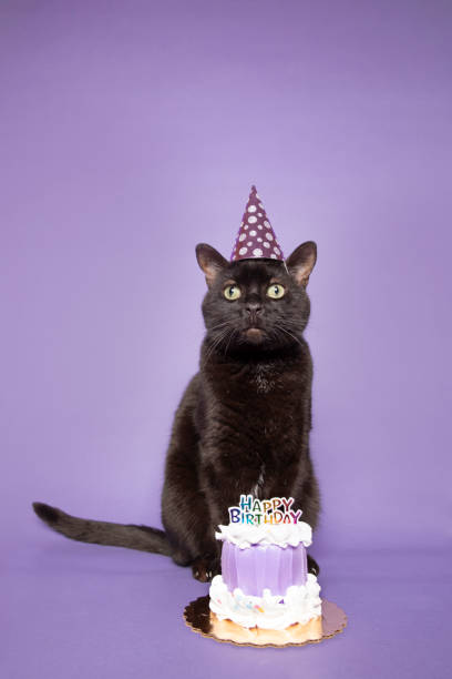 istock Happy Birthday Kitty Cat on Purple With Cake 1296539154