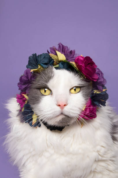 istock Pretty Kitty in a Flower Crown 1296539185