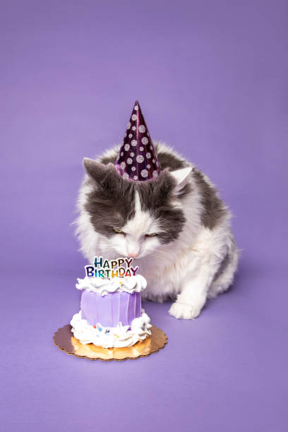 istock Fat Cat About to Eat Birthday Cake 1296539305