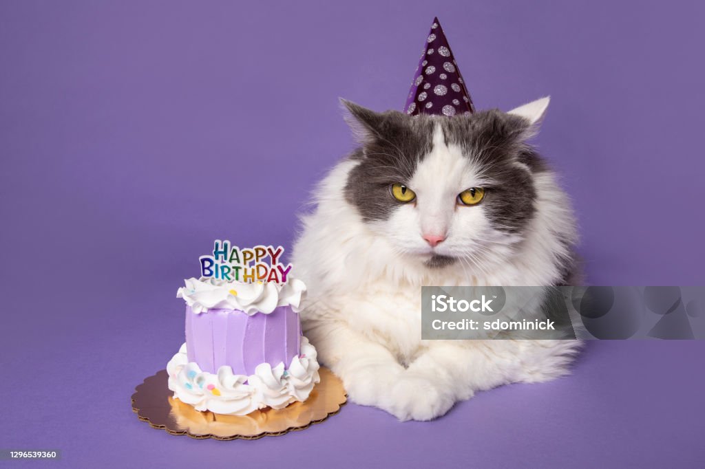 Grumpy Cat Celebrating Birthday With Cake An unhappy cat in a party hat sits next to her birthday cake. Birthday Stock Photo