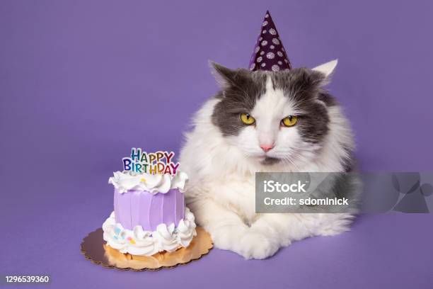 Grumpy Cat Celebrating Birthday With Cake Stock Photo - Download Image Now - Birthday, Domestic Cat, Pets