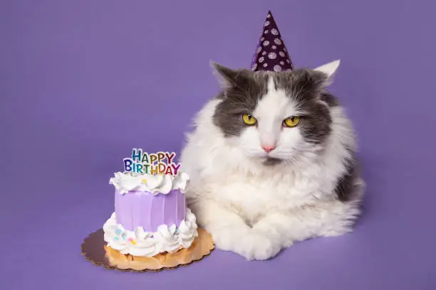 Photo of Grumpy Cat Celebrating Birthday With Cake