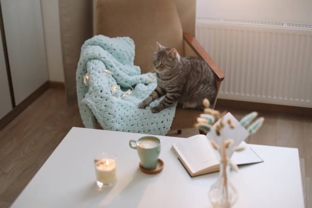 istock Funny cute Scottish straight grey tabby cat at home 1296540143