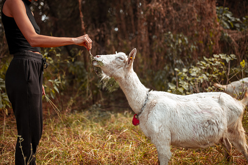 Young woman on the field feeding a goat