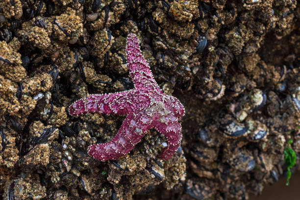 purpurowa gwiazda morska ochre (pisaster ochraceus) lub rozgwiazda ochre - ochre sea star zdjęcia i obrazy z banku zdjęć