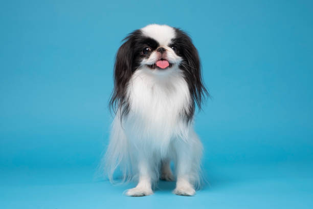 istock One dog Japanese Chin against blue background 1296541613