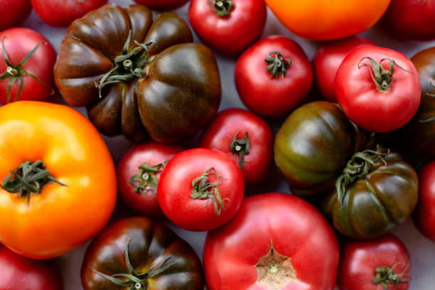 istock Fresh ripe colorful tomatoes. Close up. Top view. 1296541769