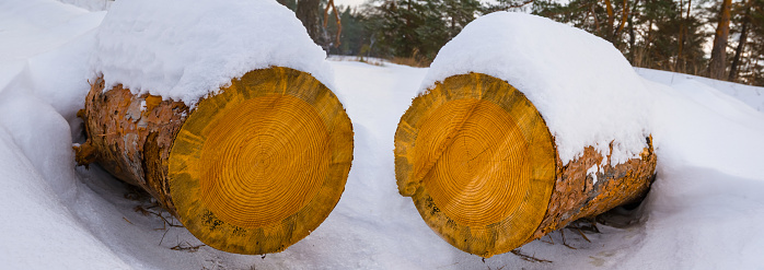 closeup tree logs in the forest covered by a snow