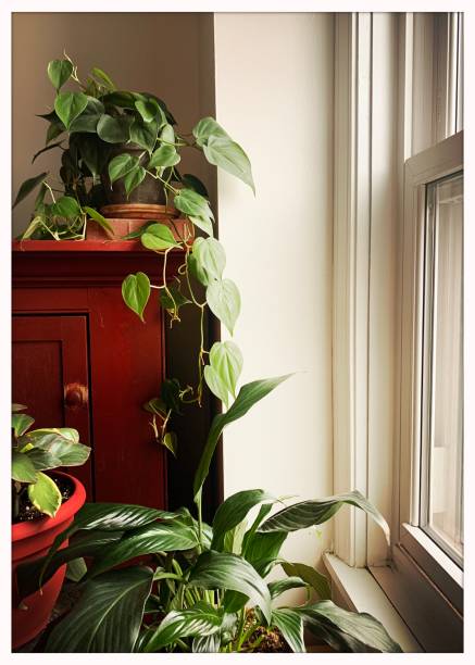 istock Indoor Garden Houseplants 1296541979