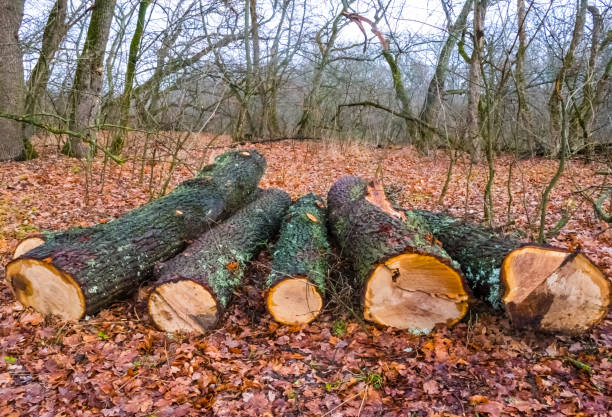 Broken down oak tree after the storm