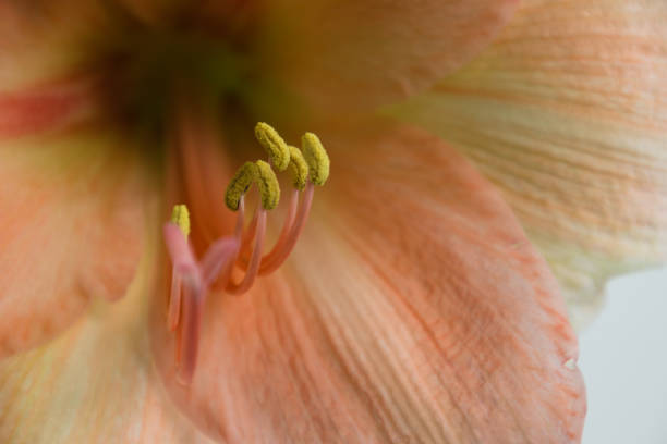 Close up of a pastel pink colored amaryllis