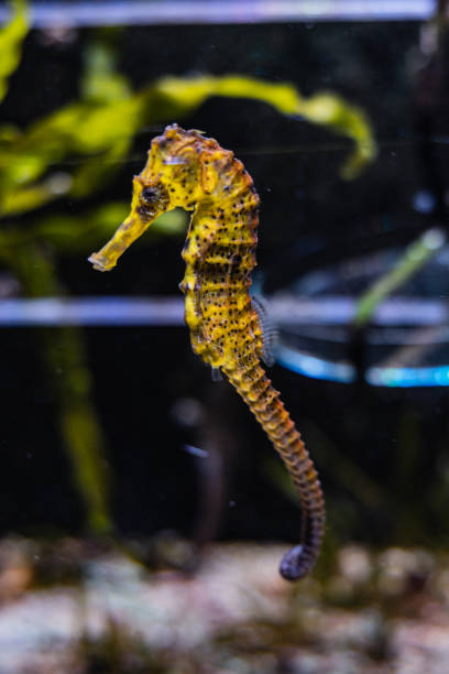 istock Small yellow seaboard Seahorse Hippocampus in aquarium 1296545515