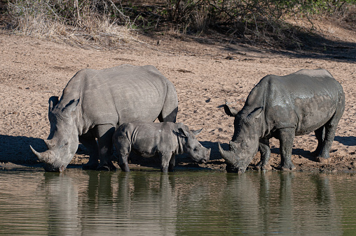 White Rhinos seen at a waterhole on a safari in South Africa