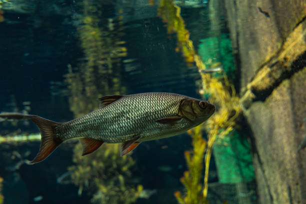 istock Big shimmering fish swimming in large aquarium 1296545796