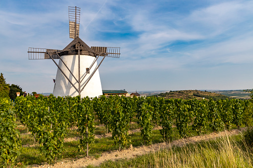 Vineyard near Windmill Retz, Lower Austria, Austria