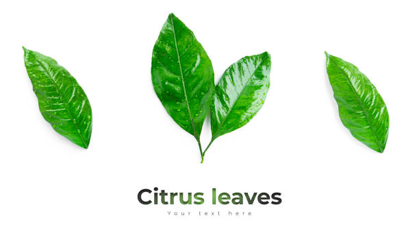 istock Citrus leaves isolated on a white background 1296547277
