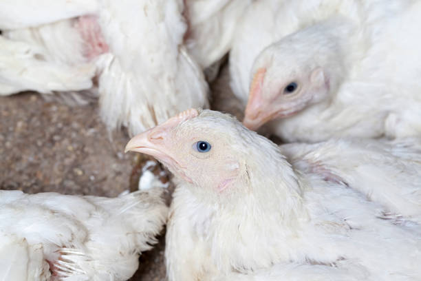 istock broiler breed of chicken 1296549986