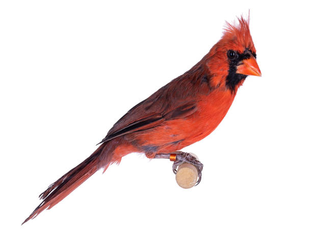 istock Male Northern cardinal bird on white 1296553116