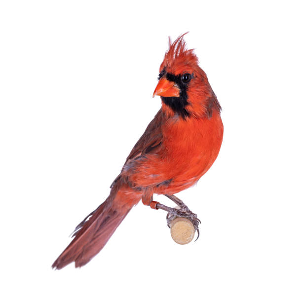istock Male Northern cardinal bird on white 1296553126
