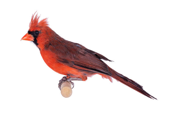 istock Male Northern cardinal bird on white 1296553159