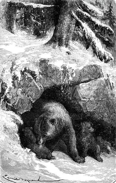 она-медведь со своими детенышами в пещере - cave bear stock illustrations