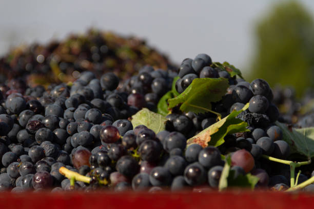 Harvested grapes on a tractor trailer Large quantity of bunches of grapes of the bobal variety recently harvested in the Spanish area of Utiel-Requena loaded onto a tractor trailer. feeding grapes stock pictures, royalty-free photos & images