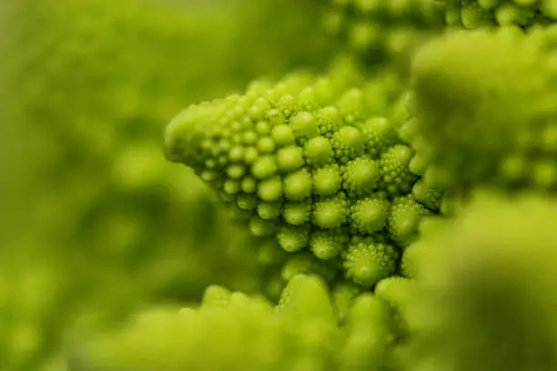 Beautiful Nature – Romanesco Broccoli