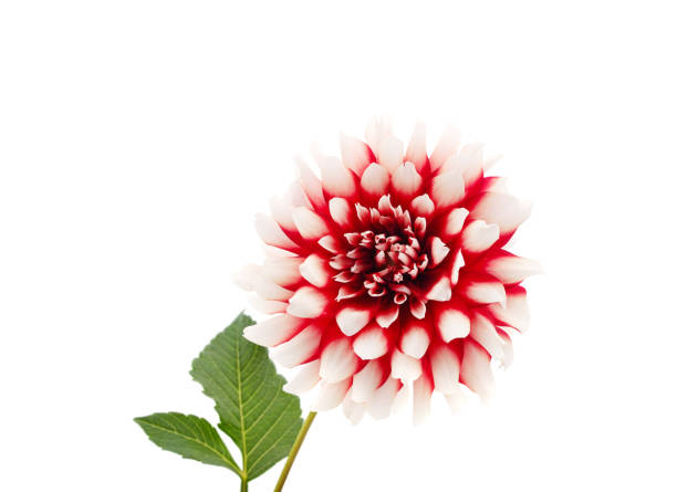 istock Georgina one burgundy. 1296554974