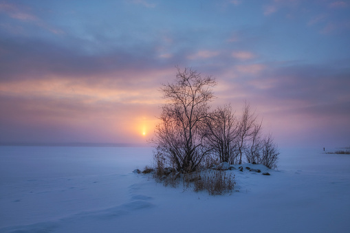 A lonely tree on the shore of Lake Vuoksa against the background of a winter sunset in the Leningrad region