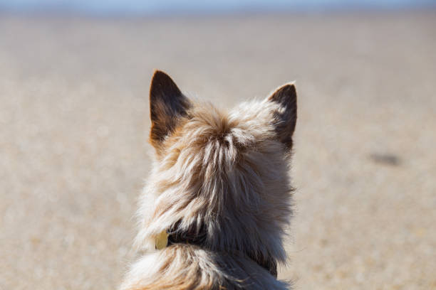 Scotch terrier dog sits with his back to the camera on the ocean