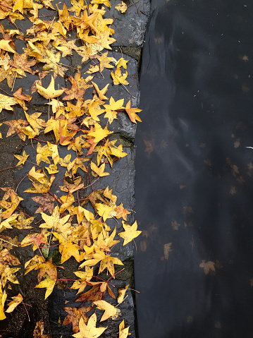 Half of a pond with floating yellow leaves and an edge with leaves. in Olomouc, Olomouc Region, Czechia